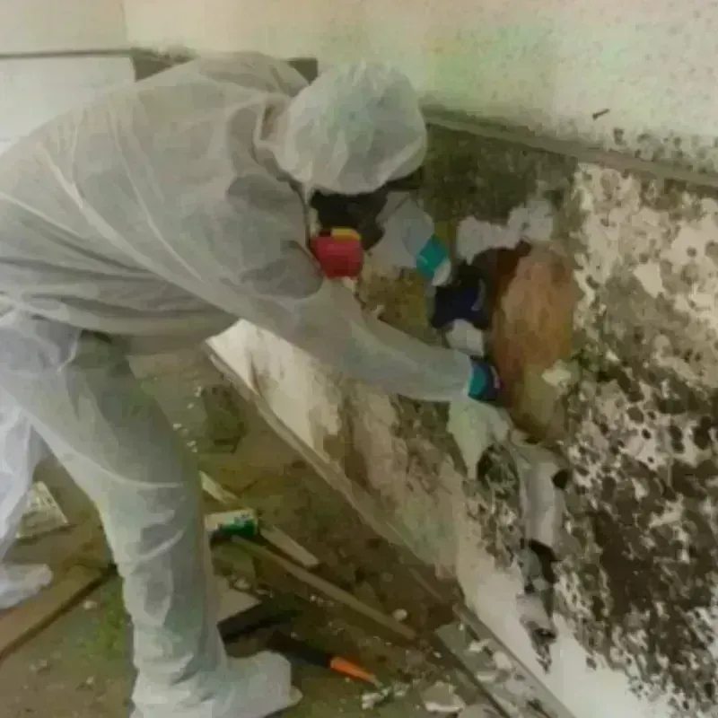 Mold Remediation and Removal in San Saba County, TX